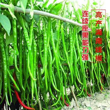 超长香辣线椒种子高产早熟种籽春秋阳台四季薄皮特长辣椒蔬菜