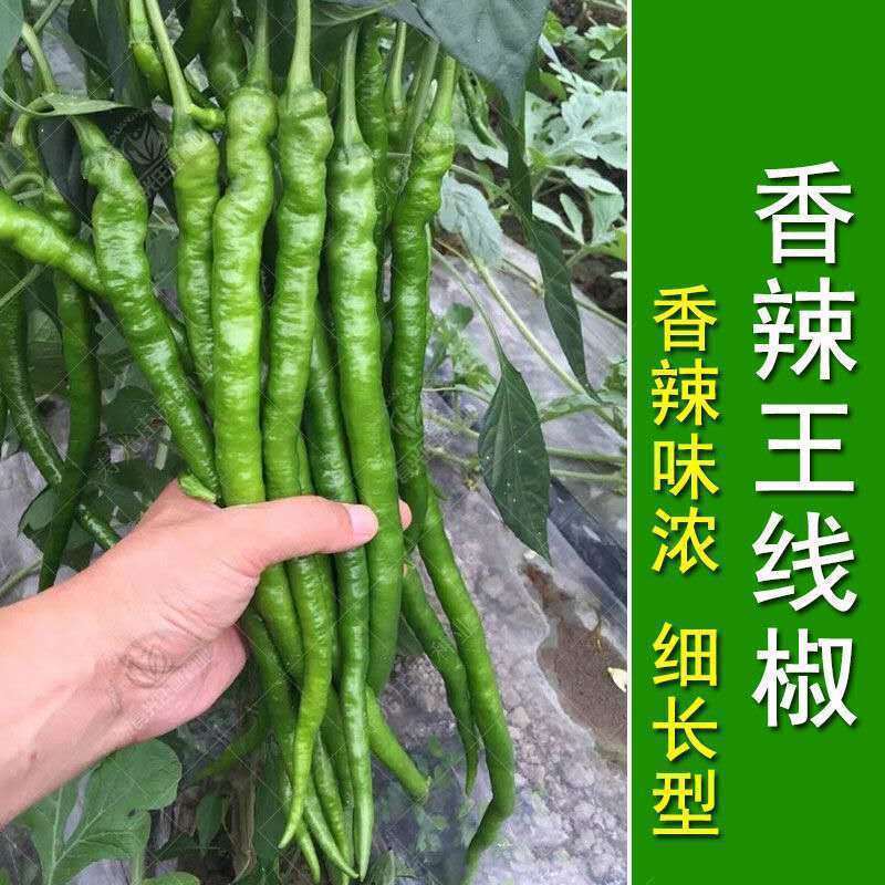 超长香辣线椒种子高产早熟种籽春秋阳台四季薄皮特长辣椒蔬菜