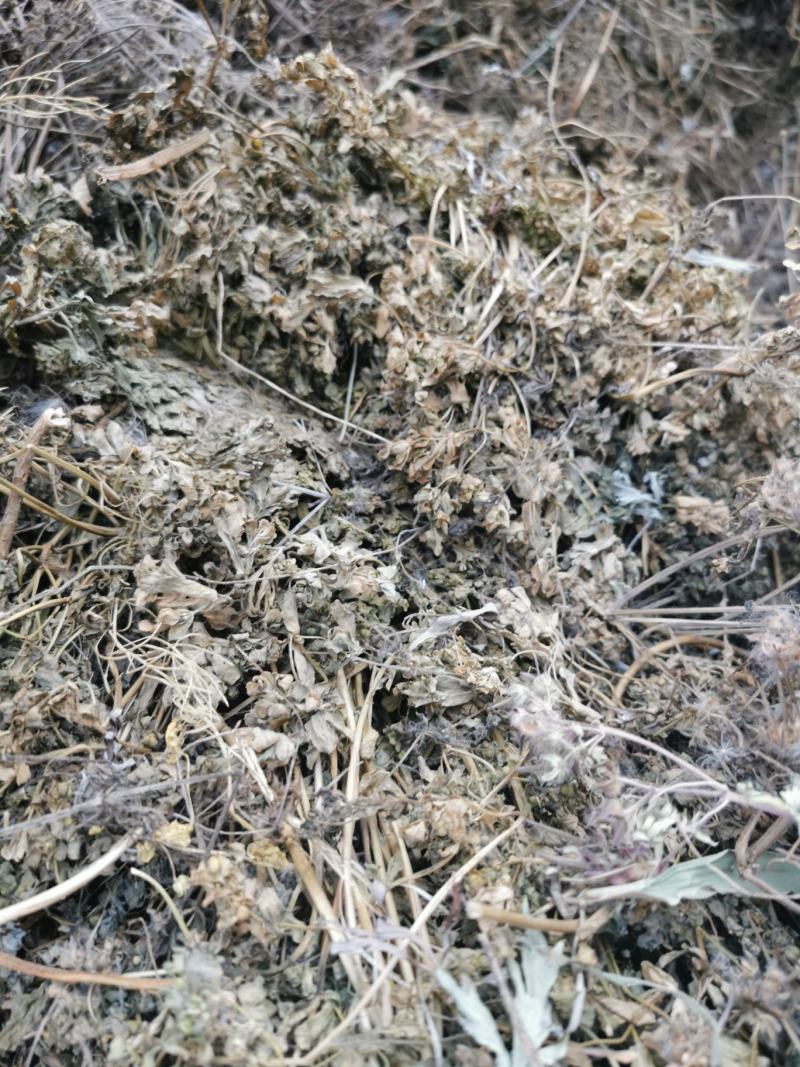 老鹳草