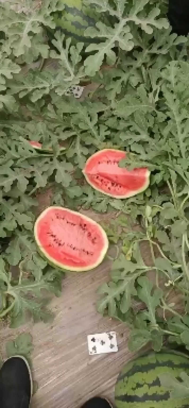 凌海西瓜大量上市，甜王西瓜就是好，口感好，就是甜！