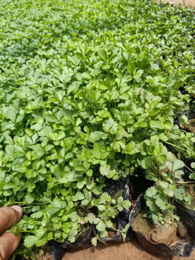 撒种蛇莓小苗蛇莓果生命力超强耐阴地被植物