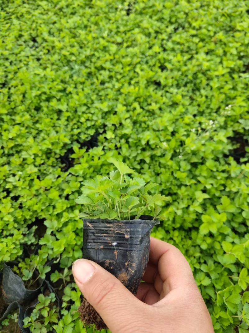 撒种蛇莓小苗蛇莓果生命力超强耐阴地被植物