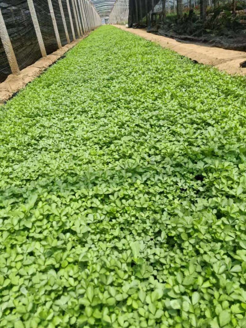 撒种蛇莓小苗蛇莓果生命力超强耐阴地被植物