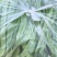 需要刀豆的可以联系我