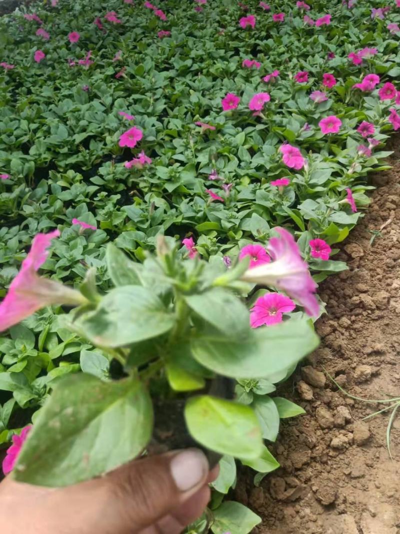 矮牵牛花色鲜艳好打理种植地直发
