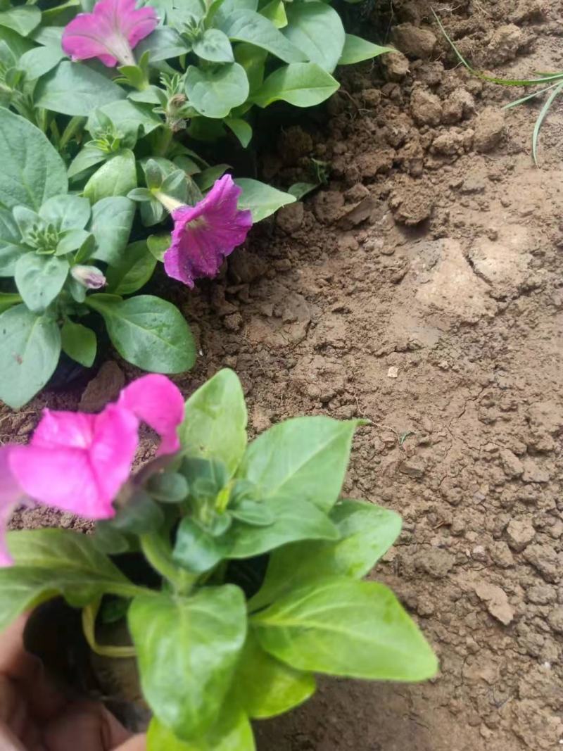 矮牵牛花色鲜艳好打理种植地直发