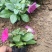 矮牵牛花色鲜艳好打理种植地直发