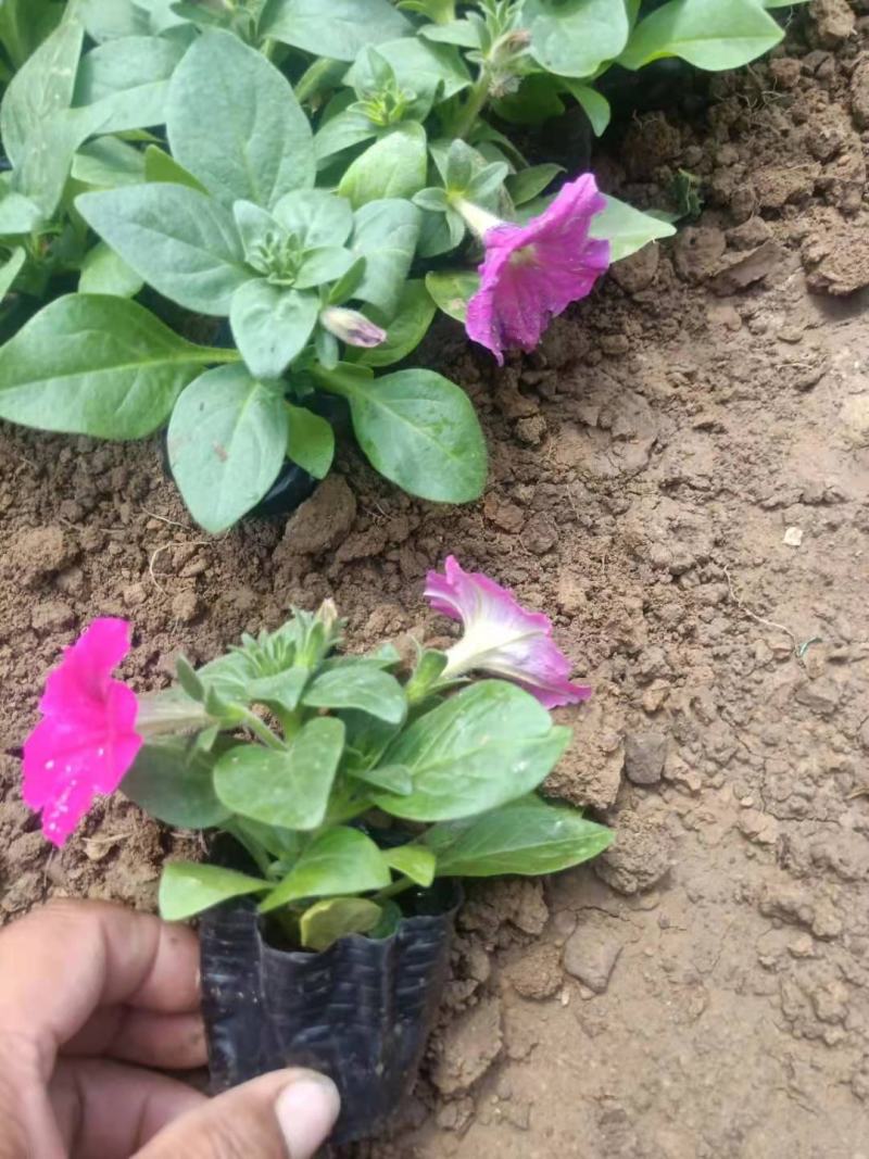 矮牵牛花色鲜艳好打理种植地直发