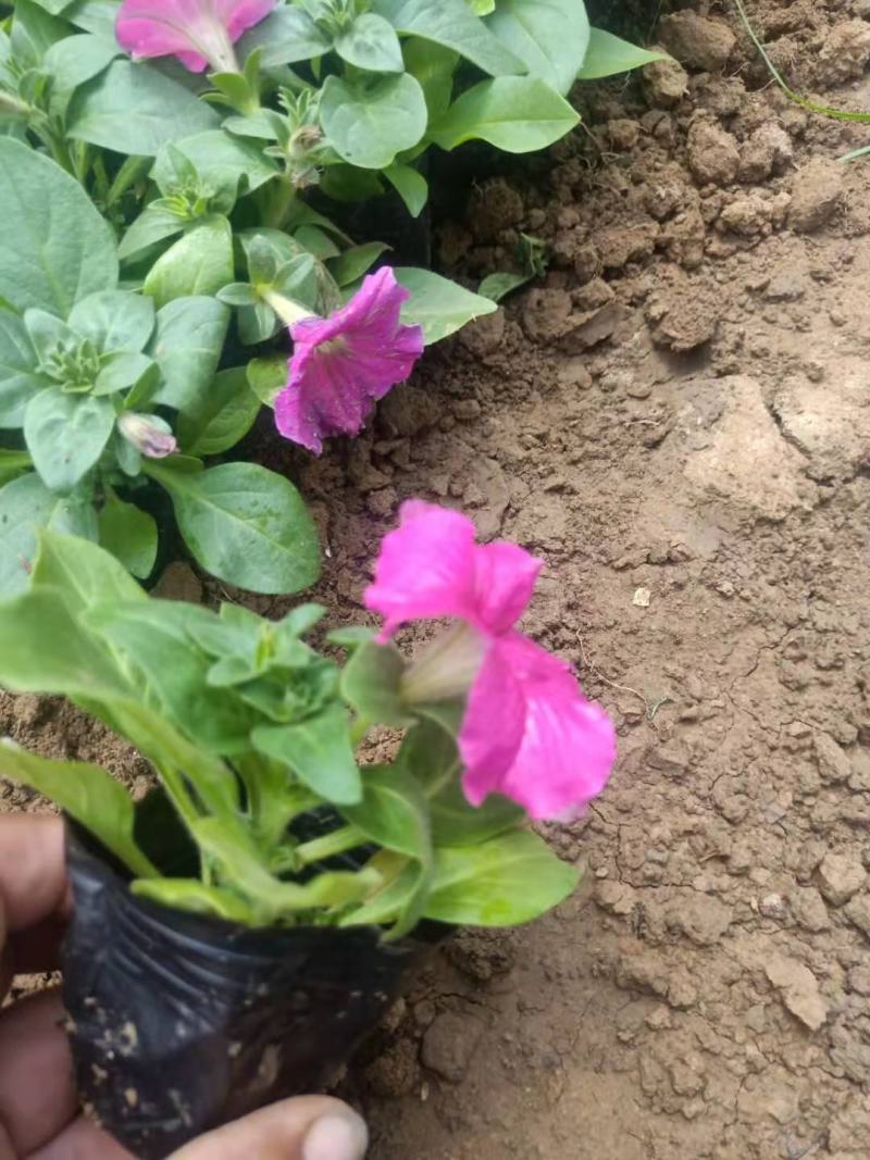 矮牵牛花色鲜艳好打理种植地直发