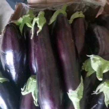 绥中茄子，紫皮绿库，价格美丽新鲜上市欢迎电联