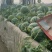 精品台头京新