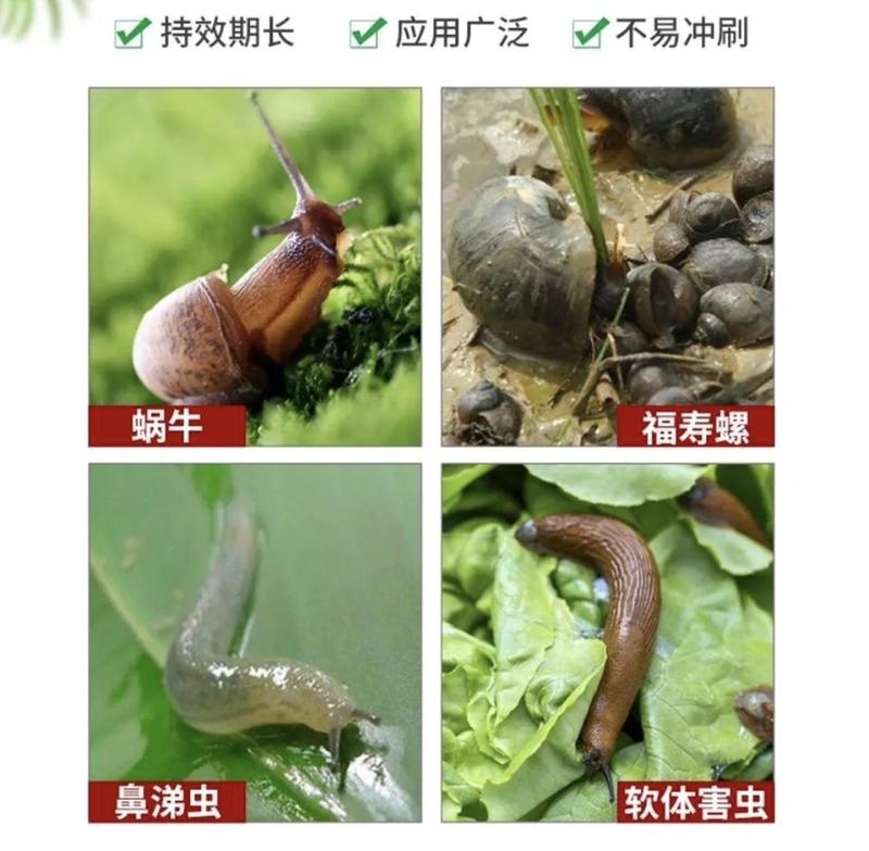 四聚乙醛蜗牛🐌杀虫剂软体动物鼻涕虫田螺福寿螺杀虫剂