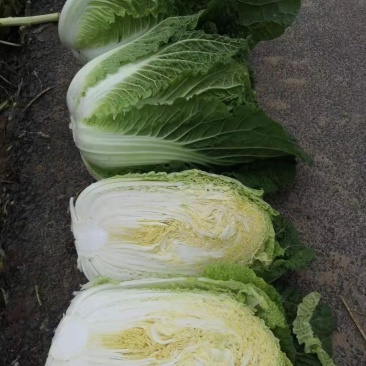 白菜
