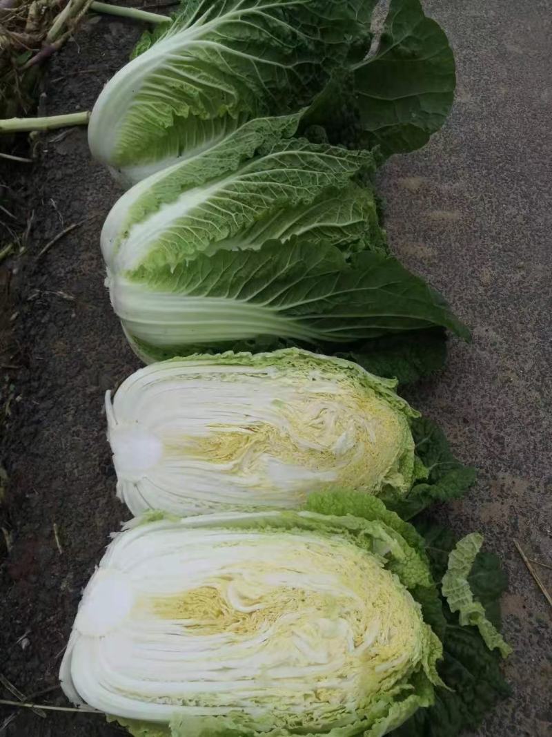 白菜