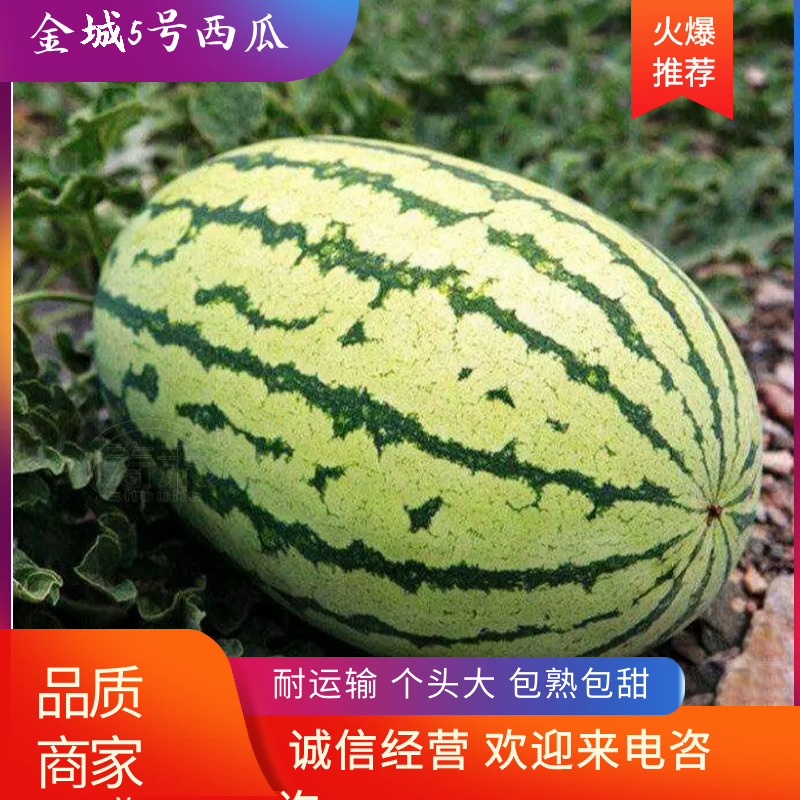 源头供应西瓜诚信经营