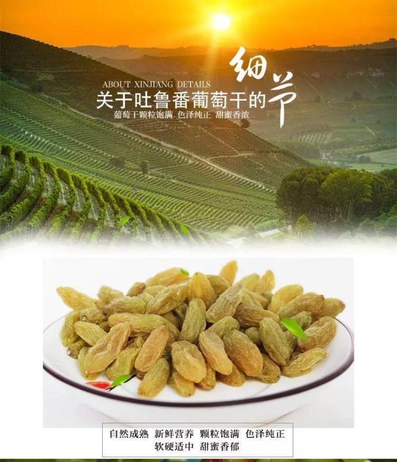 新疆哈密大颗粒葡萄干免洗支持一件代发包邮无添加自然晾晒现