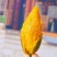 云南彩虹辣椒芒