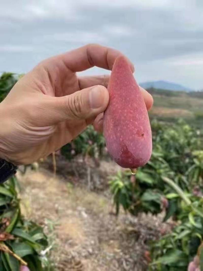 云南彩虹辣椒芒