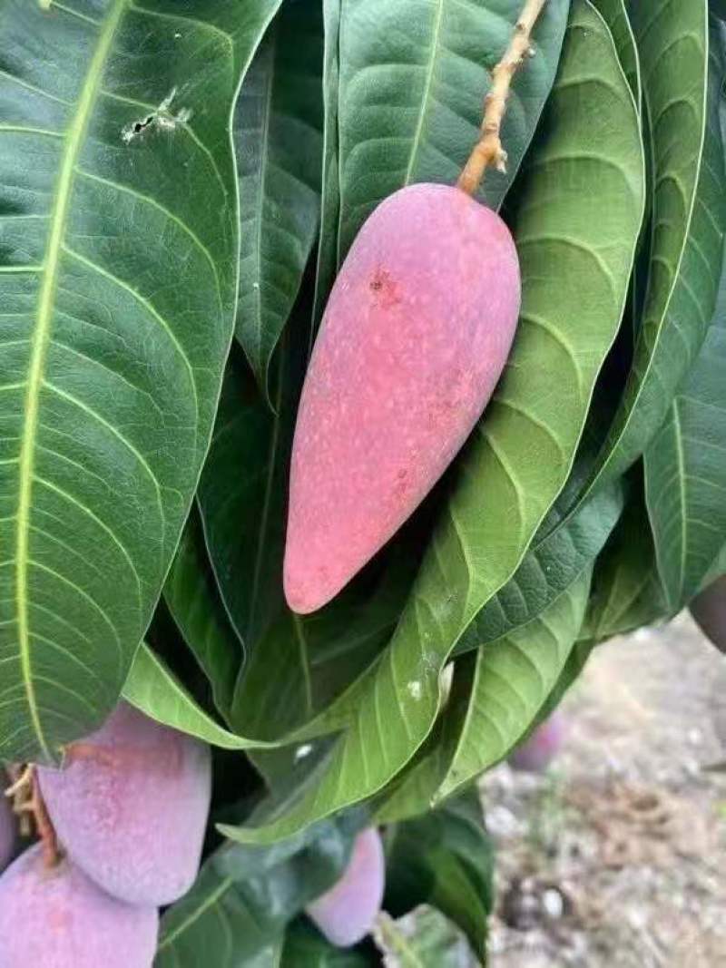 云南彩虹辣椒芒