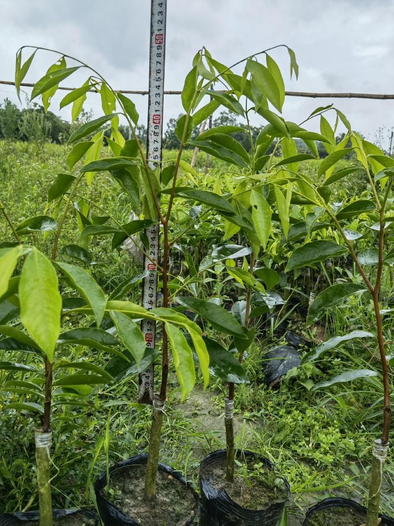 奇楠沉香苗原母树嫁接保真一代苗圃直供、提供全套种植技术