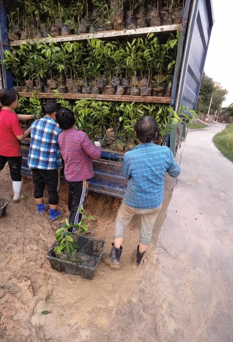 奇楠沉香苗原母树嫁接保真一代苗圃直供、提供全套种植技术