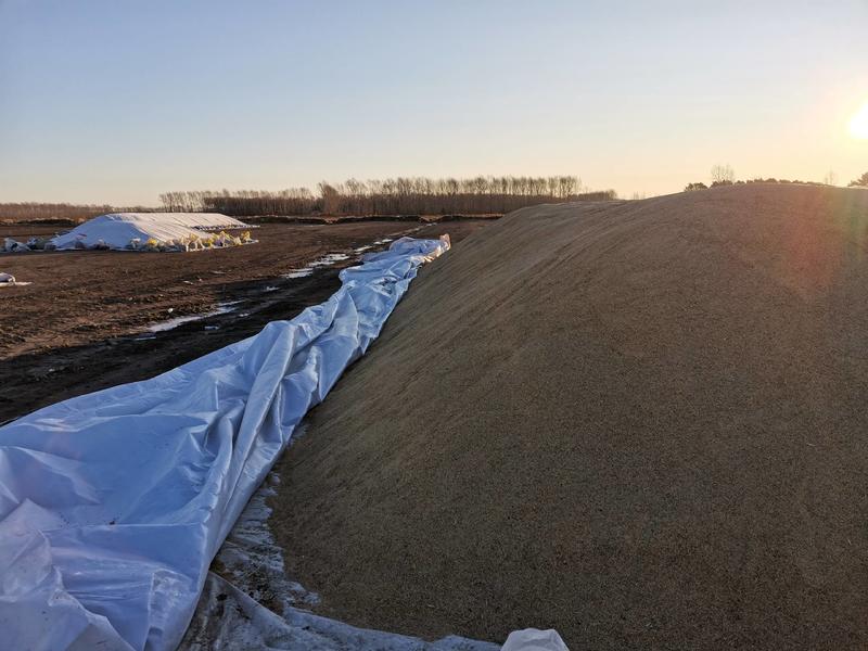 2020年黑龙江省建三江市的长粒香型水稻。大米