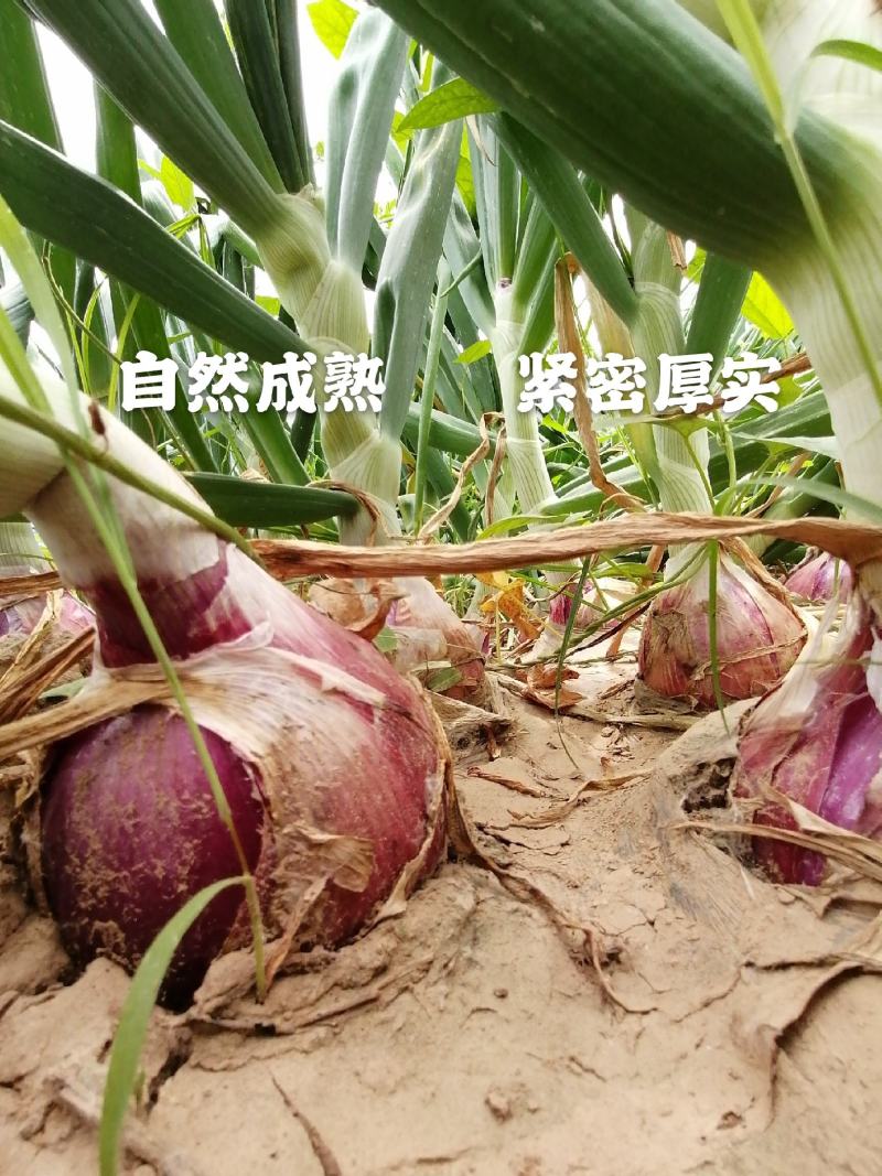 洋葱新鲜洋葱紫皮洋葱紫皮新鲜洋葱水果洋葱产地直供