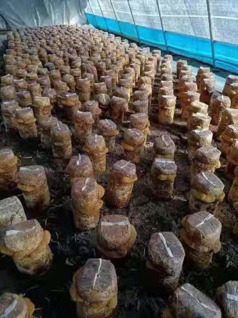 桑黄菌包，大量现货菌包待嫁