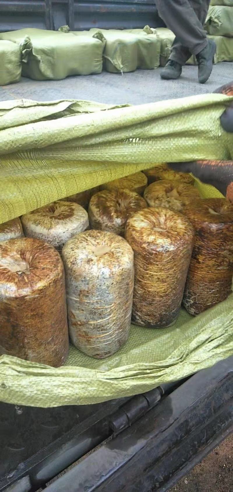 桑黄菌包，大量现货菌包待嫁