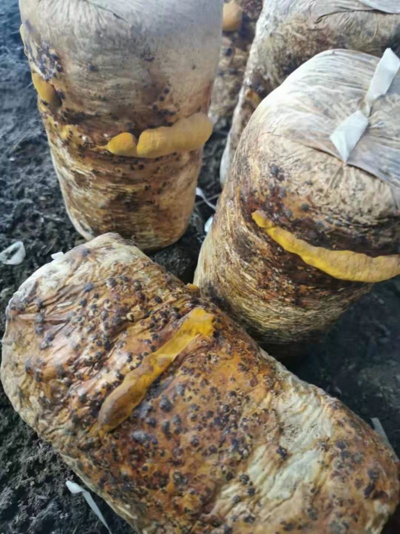 桑黄菌包，大量现货菌包待嫁