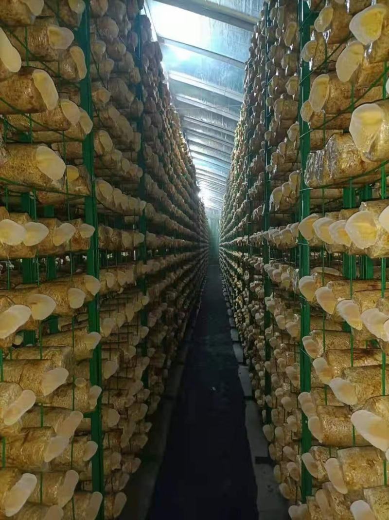 桑黄菌包，大量现货菌包待嫁