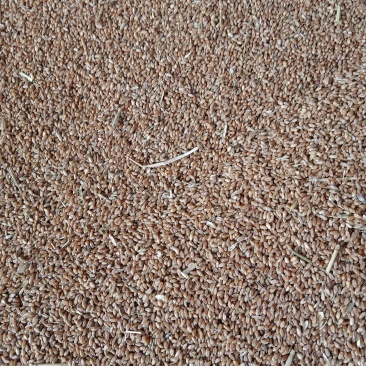 小麦湖北襄阳大量出售货真价实