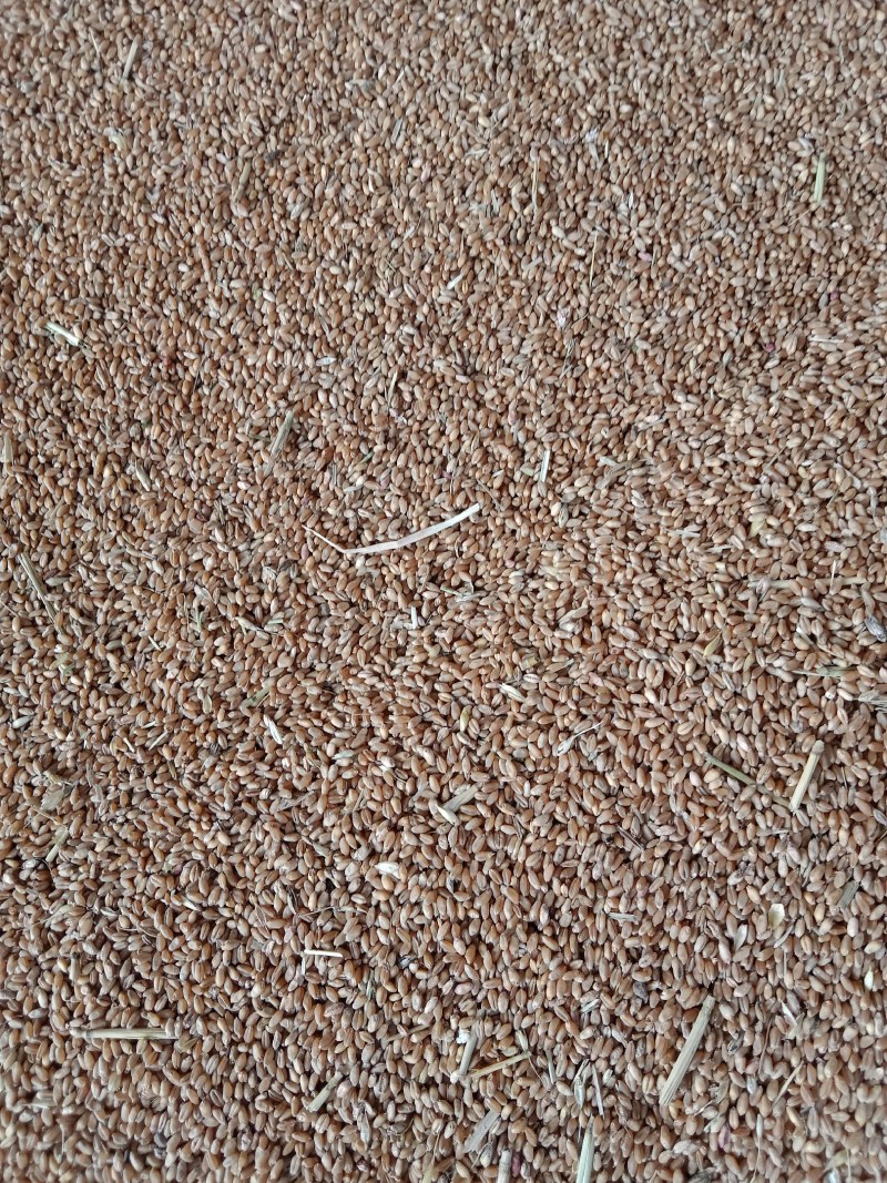 小麦湖北襄阳大量出售货真价实