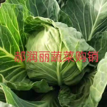 绿甘蓝绿包菜产地直销诚信经营保证质量
