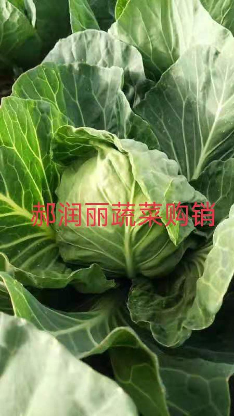 绿甘蓝绿包菜产地直销诚信经营保证质量