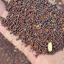 油菜籽榨油菜籽河北邯郸本地油菜籽小红籽