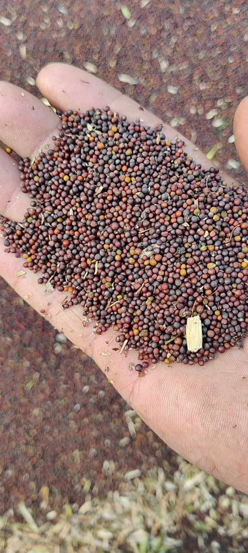 油菜籽榨油菜籽河北邯郸本地油菜籽小红籽