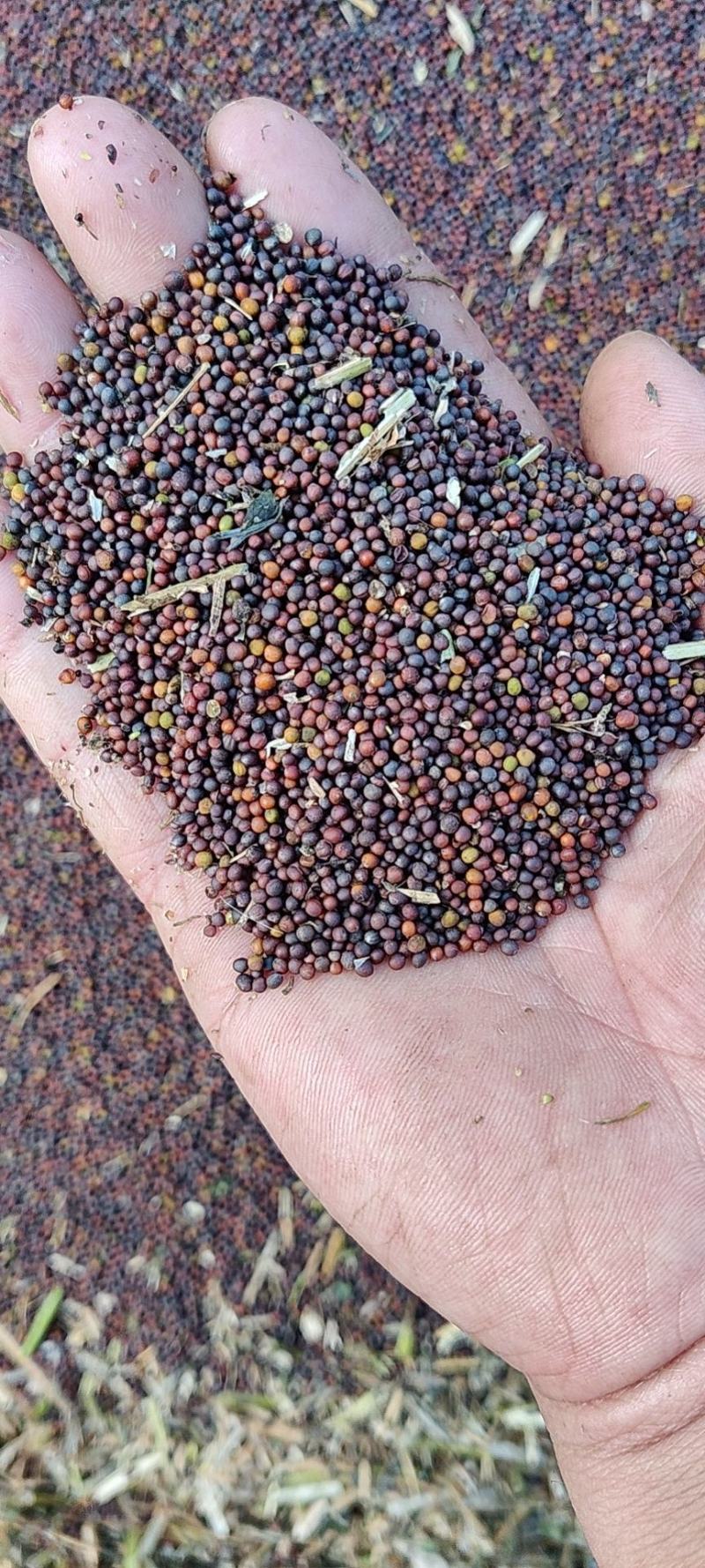 油菜籽榨油菜籽河北邯郸本地油菜籽小红籽