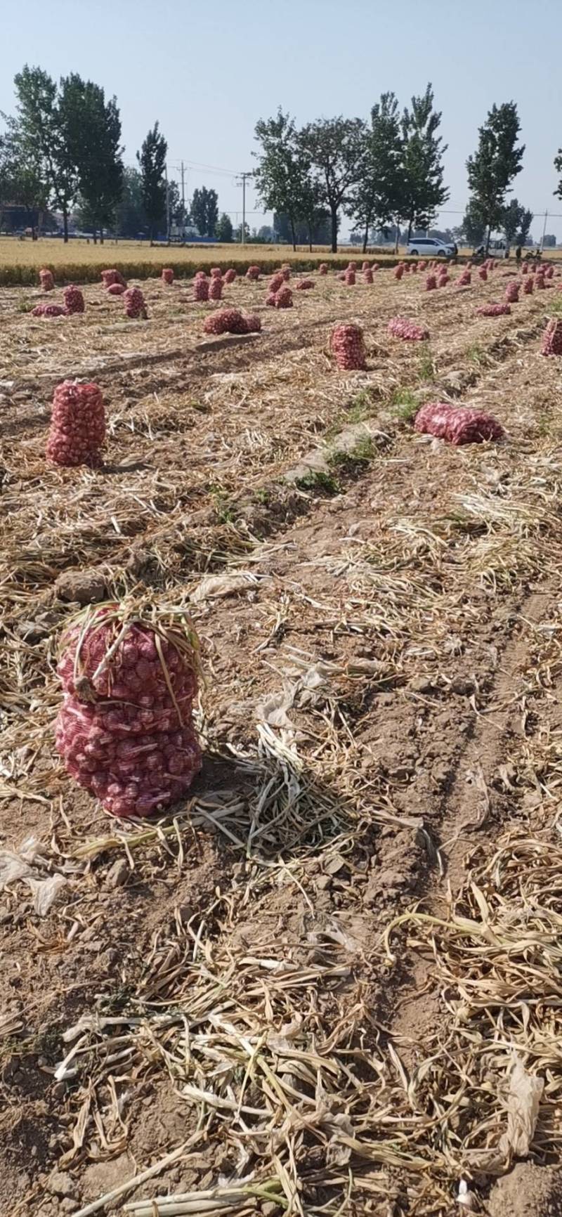 红土地紫皮大蒜，原产地自产自销，质量有保障