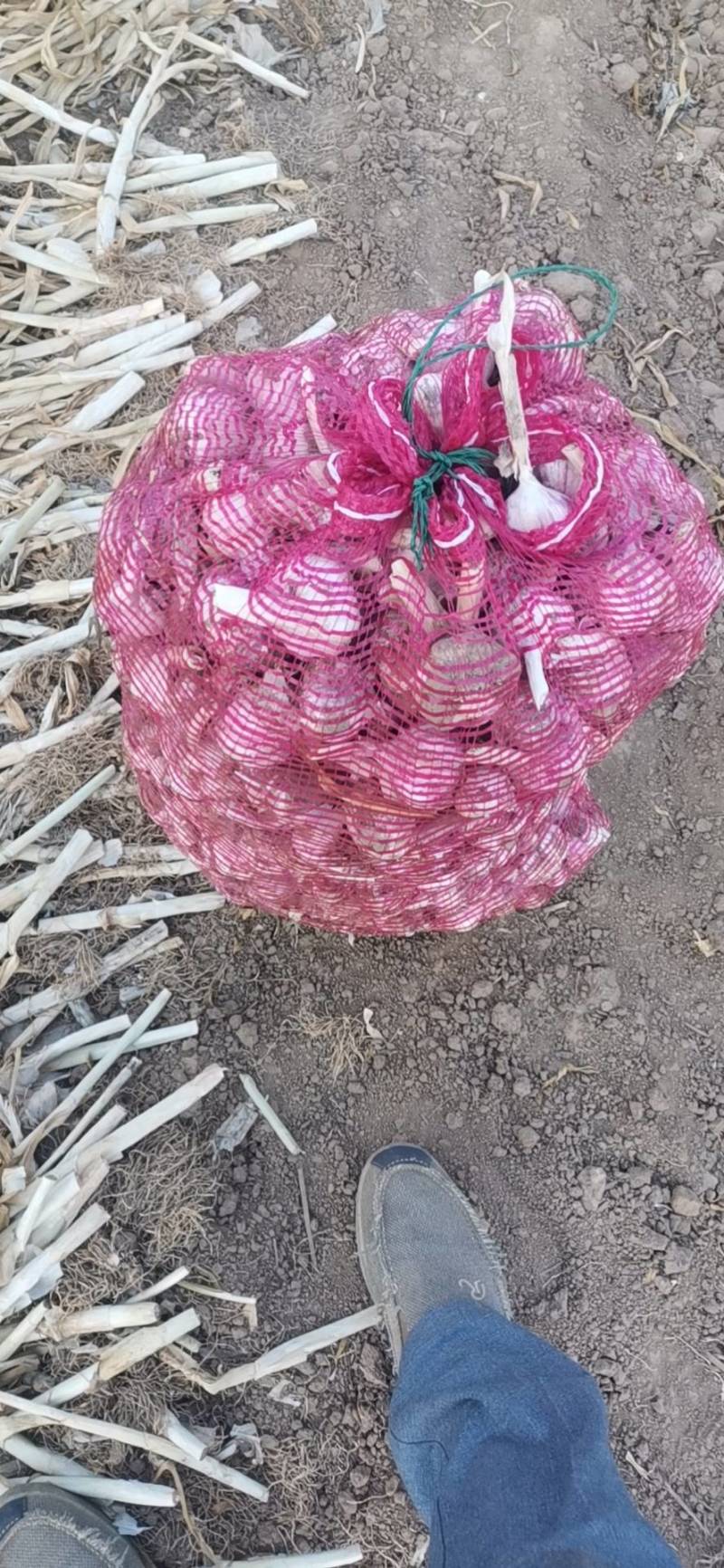 红土地紫皮大蒜，原产地自产自销，质量有保障