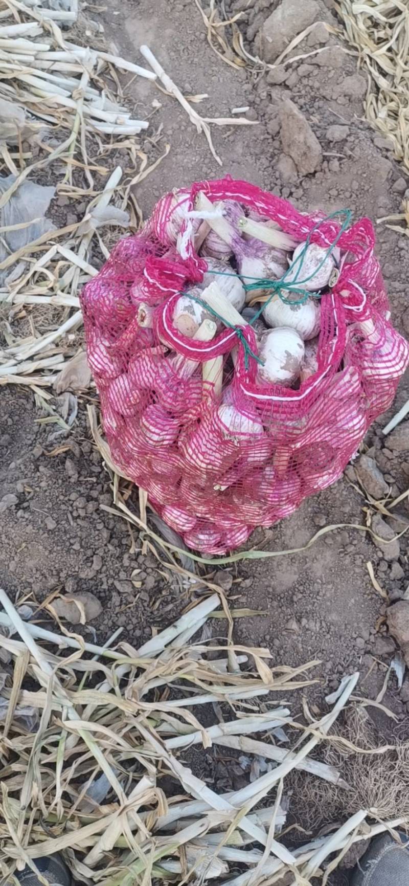 红土地紫皮大蒜，原产地自产自销，质量有保障