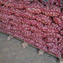 红土地紫皮大蒜，原产地自产自销，质量有