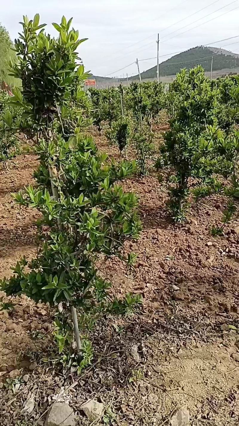 金银花苗四季金银花百花一号鲁新一号红金银花基地