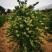 金银花苗四季金银花百花一号鲁新一号红金银花基地
