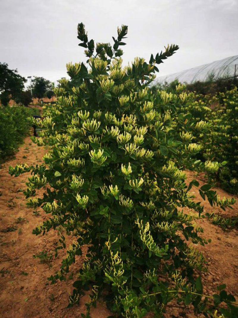 金银花苗四季金银花百花一号鲁新一号红金银花基地