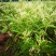 金银花苗四季金银花百花一号鲁新一号红金银花基地