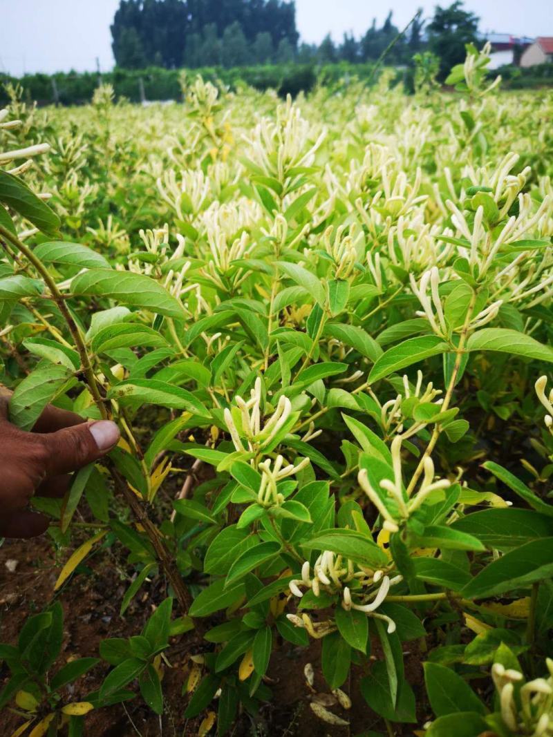 金银花苗四季金银花百花一号鲁新一号红金银花基地