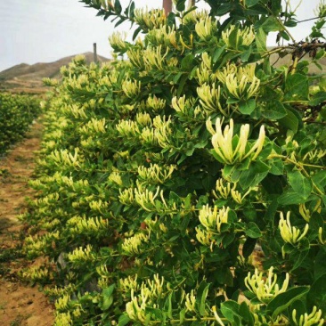 金银花苗四季金银花百花一号鲁新一号红金银花基地