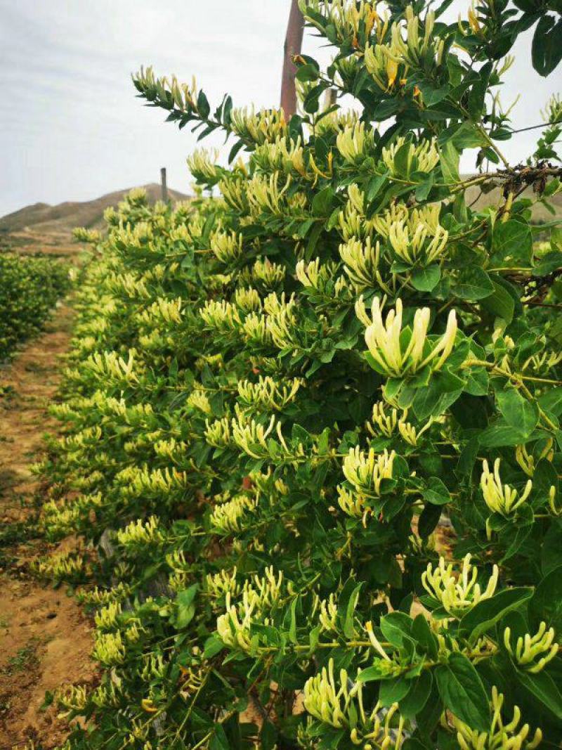 金银花苗四季金银花百花一号鲁新一号红金银花基地