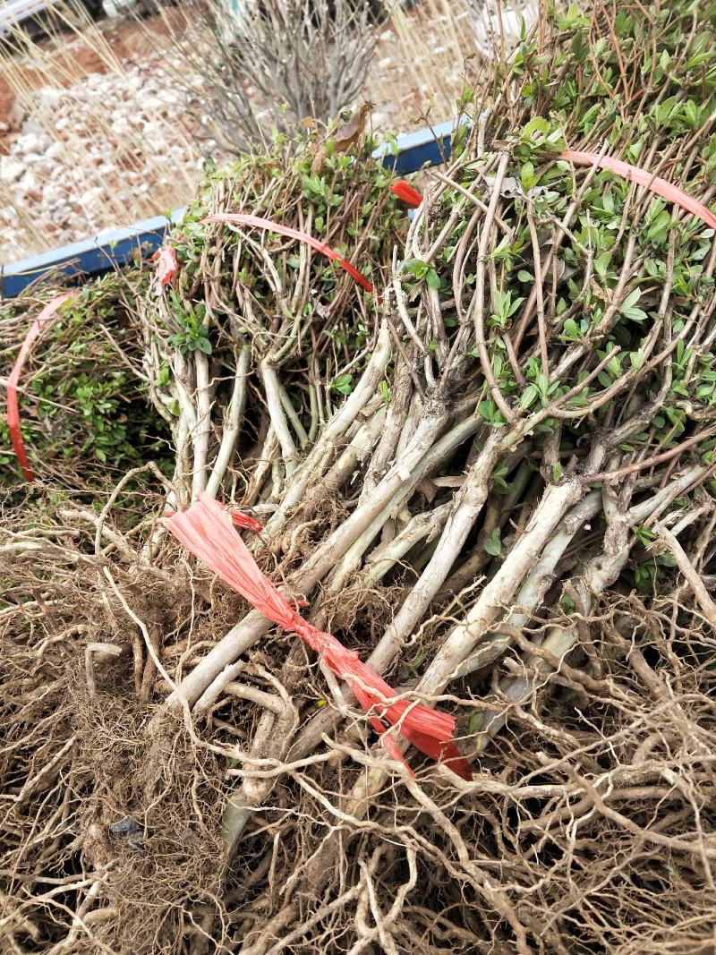 金银花苗四季金银花百花一号鲁新一号红金银花基地